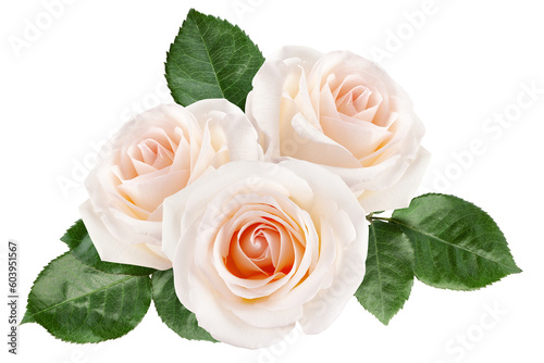 Fototapeta Naklejka Na Ścianę i Meble -  Rose isolated on white background, full depth of field