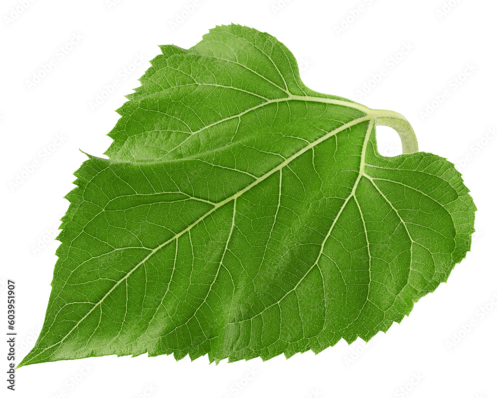 Obraz premium Sunflower leaves, isolated on white background, full depth of field