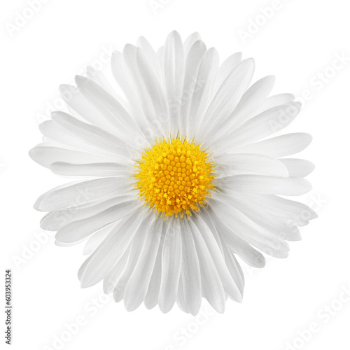 chamomile isolated on white background, full depth of field © grey