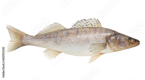 zander, fish raw, isolated on white background, full depth of field