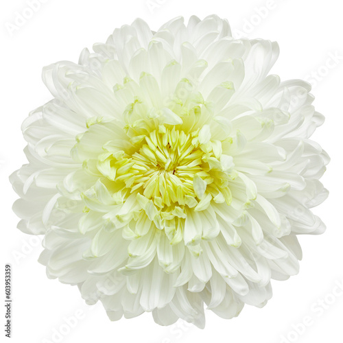 Chrysanthemum flower, isolated on white background, full depth of field