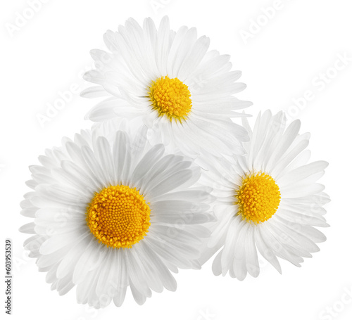 chamomile isolated on white background, full depth of field photo