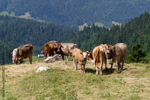 Troupeau de vaches dans une pâture en été