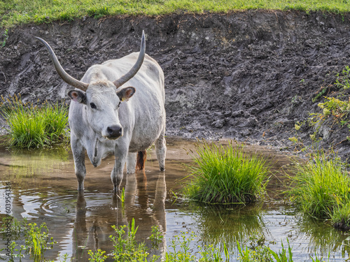 Graurinder im Burgenland Nationalpark Österreich