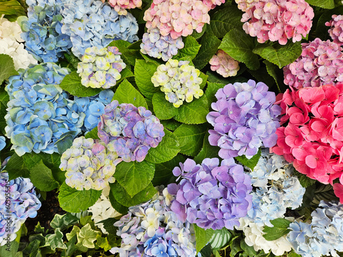 Hydrangea blooming in spring and summer in a garden