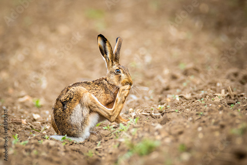 Common hare