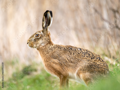 Common Hare
