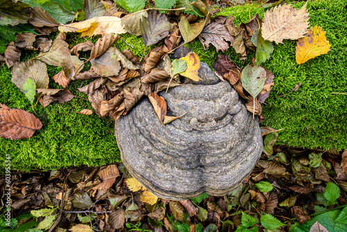 Tree fungus