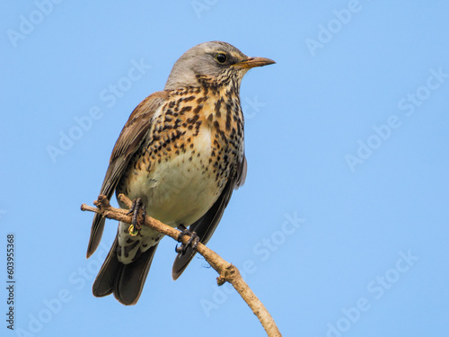 Blackbird female