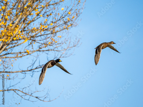 Ducks in flight