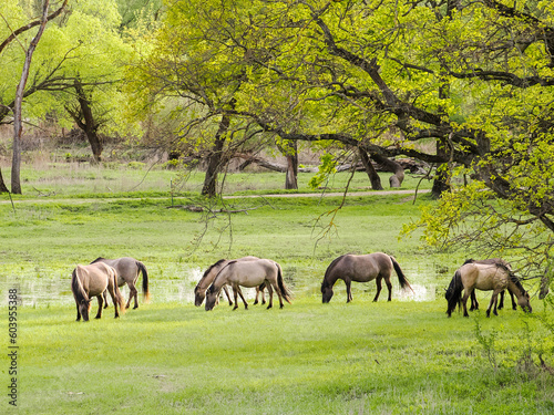 Wild horses