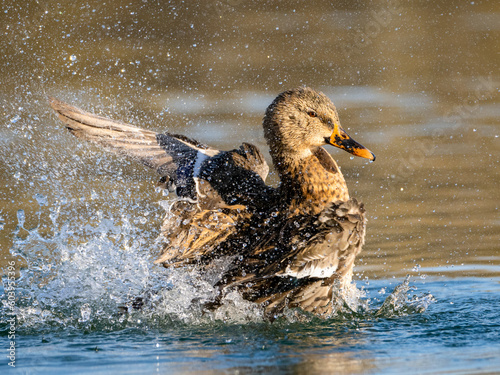 Mallard duck