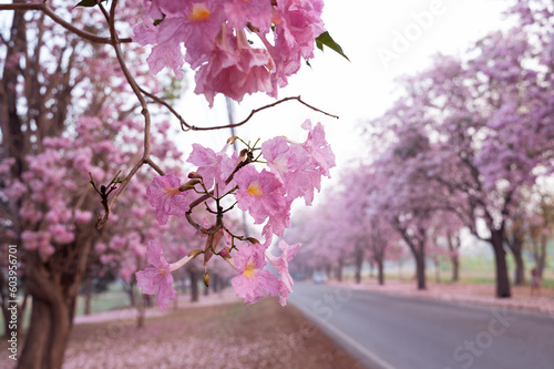 The Pink Chompoo Panthip is blooming in the park. photo