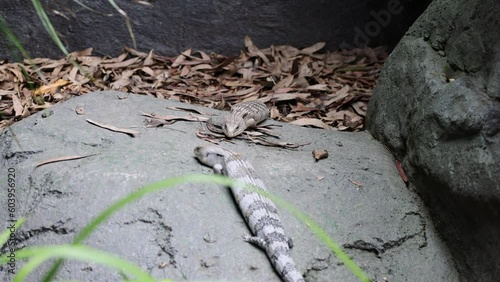 Footage of a Blue-Tongue Skink (Tiliqua scincoides) in its Natural Environment photo