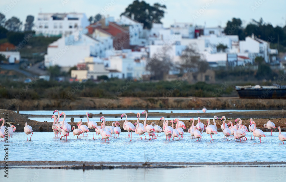 Obraz premium rose flamingos, Phenicopterus roseus, in the wetlands of Isla Christina, Andalusia Spain