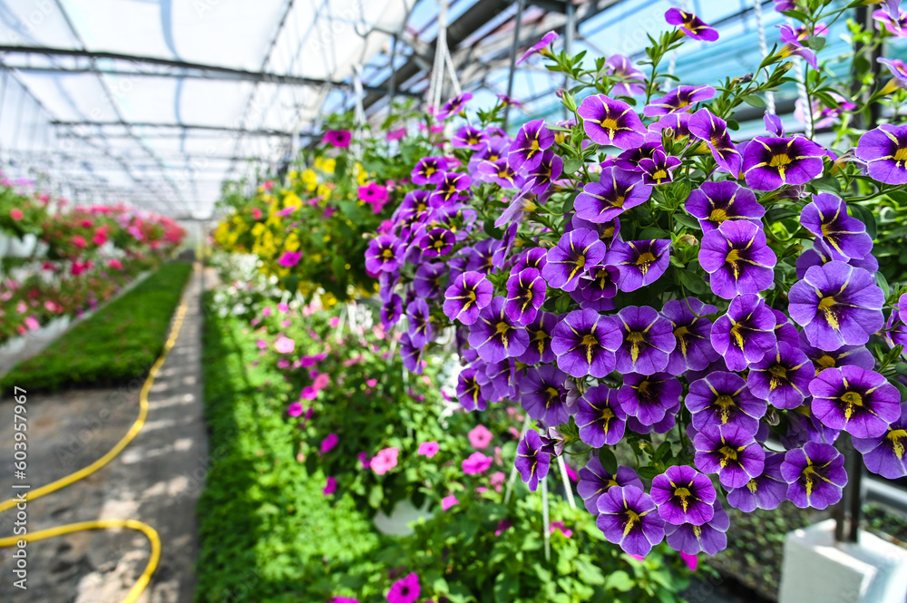 greenhouses for growing flowers