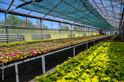 greenhouses for growing flowers