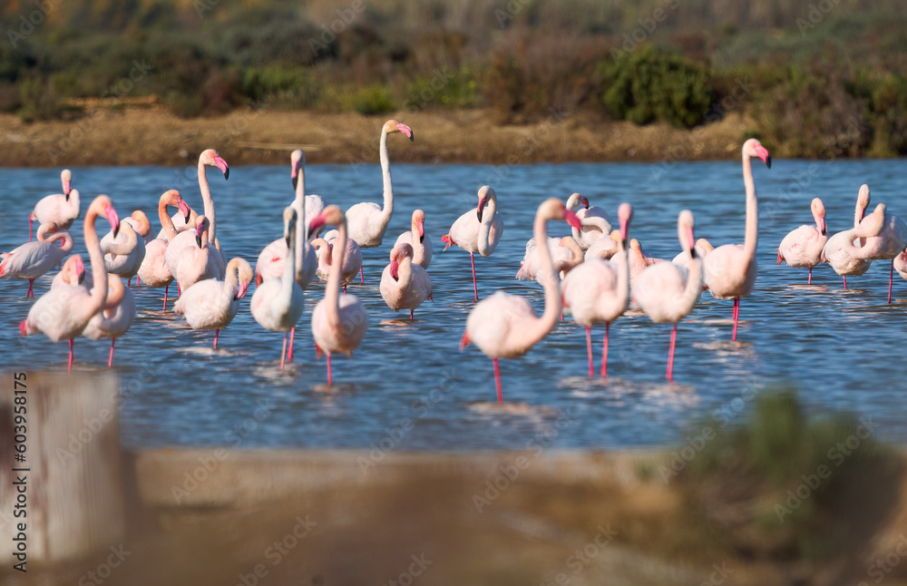 rose flamingos, Phenicopterus roseus, in the wetlands of Isla Christina, Andalusia Spain