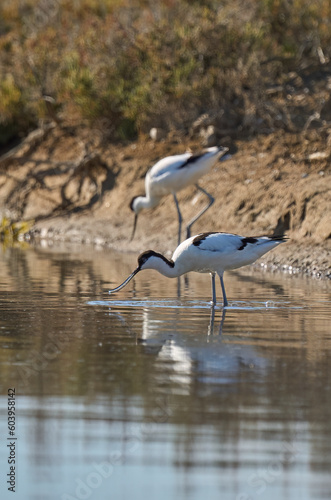 Avocet sea bird in its natural habitat in the wetlands of Isla Christina, Andalusia, Spain