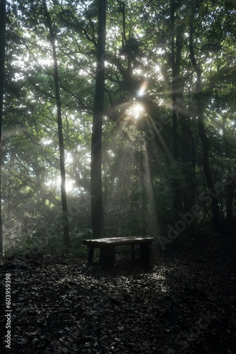 木のベンチを照らす光芒　（高知県　高知市　鷲尾山山道より） photo