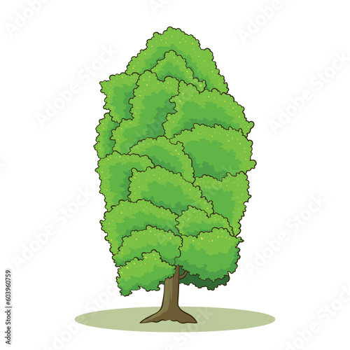 hand drawn clove tree