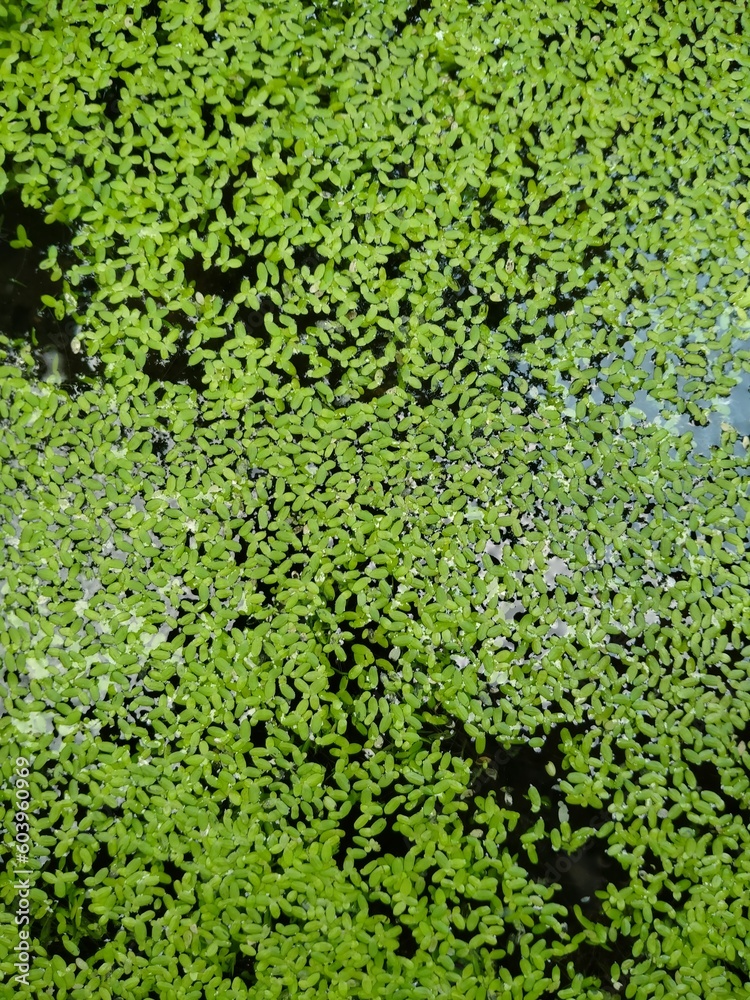 green moss on the wall green moss on the wall