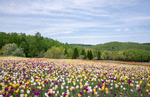 Print op canvas 滝野すずらん丘陵公園のチューリップ畑 / Tulip fields in Takino Suzuran Hillside Park