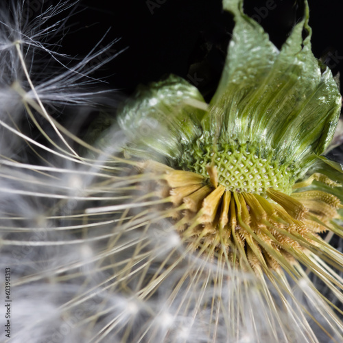 Botany Dandelion Clock showing emphasis on the head and how the structure of the dandelion seeds fit into the head of the flower. 