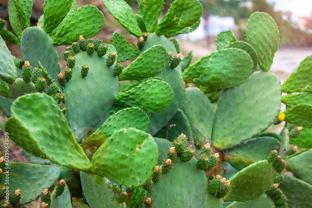 Cactuses are green as a background. selective focus Cactuses are green as a background. selective focus