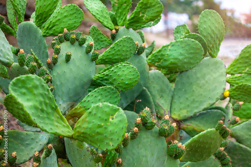 Cactuses are green as a background. selective focus