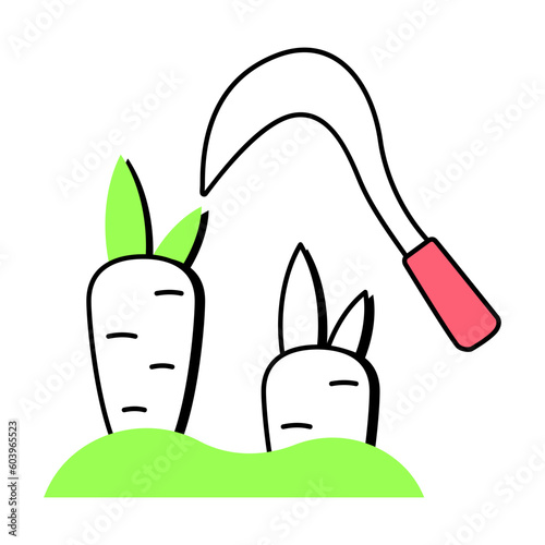 Carrots Harvesting