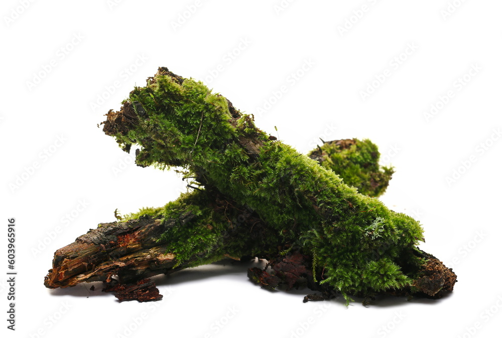 Fresh green moss on wet rotten branch isolated on white background, side view Fresh green moss on wet rotten branch isolated on white background, side view
