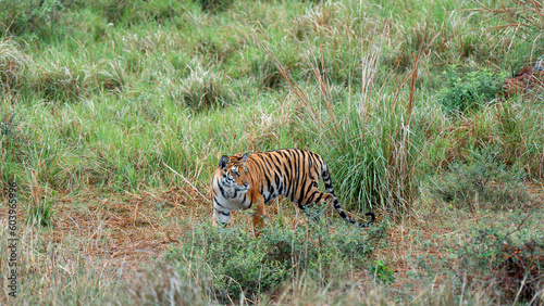 Portrait of a Royal Bengal Tiger alert and Staring at the Camera   beautiful bengal tiger