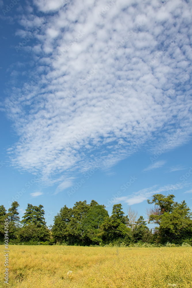 Summertime agricultural landscape and blue skies.
