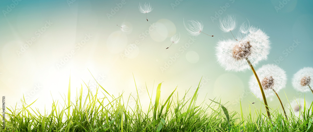 Dandelion weed seeds blowing across a spring, summer garden of green grass lawn with a bright sunny background