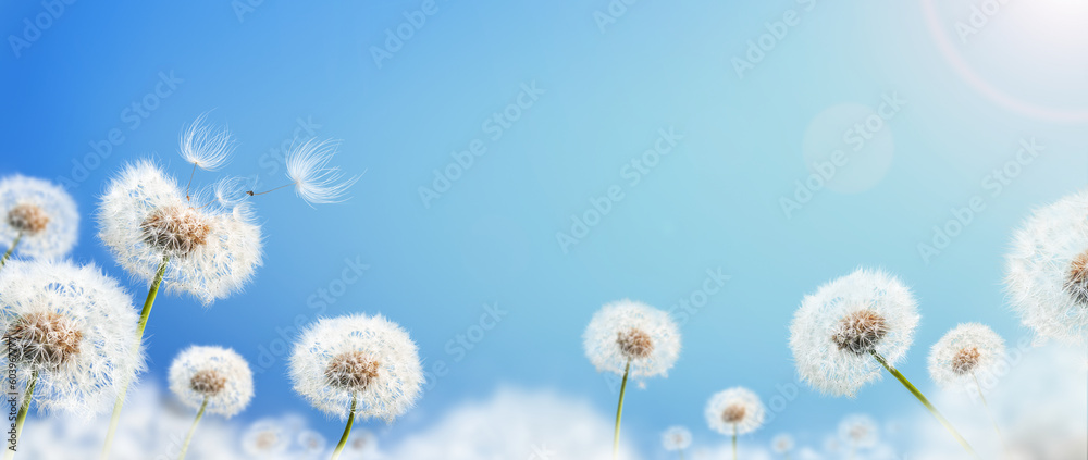 Dandelion weed seeds blowing across a sunny summer blue sky background.