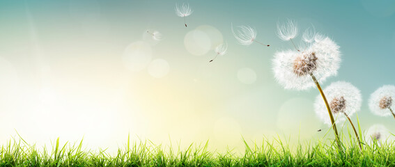 Dandelion weed seeds blowing across a spring, summer garden lawn with a bright sunny background