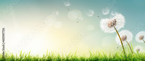 Dandelion weed seeds blowing across a spring, summer garden lawn with a bright sunny background