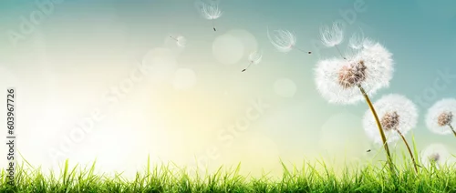 Panel kuchenny z motywem Dandelion weed seeds blowing across a spring, summer garden lawn with a bright sunny background
