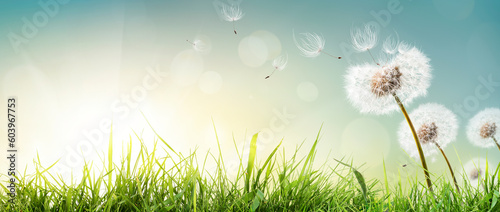Obraz na płótnie Dandelion weed seeds blowing across a spring, summer garden of green grass lawn with a bright sunny background w salonie