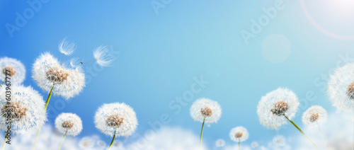 Dandelion weed seeds blowing across a sunny summer blue sky background. photo