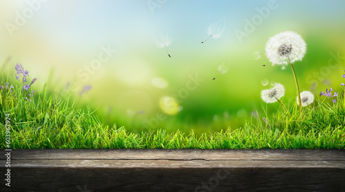 Dandelion weed seeds blowing across a summer garden of a green grass lawn with a wooden bench to display products on with a bright sunny background