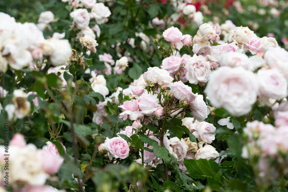 雨に濡れた薔薇の花びら 雨に濡れた薔薇の花びら