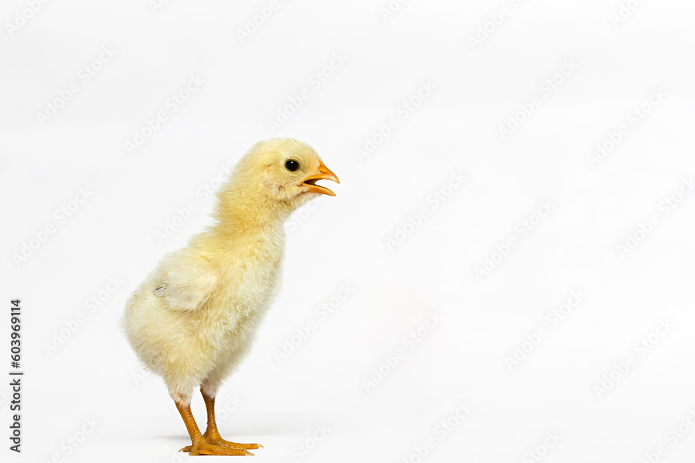 baby chicken on a white background baby chicken on a white background