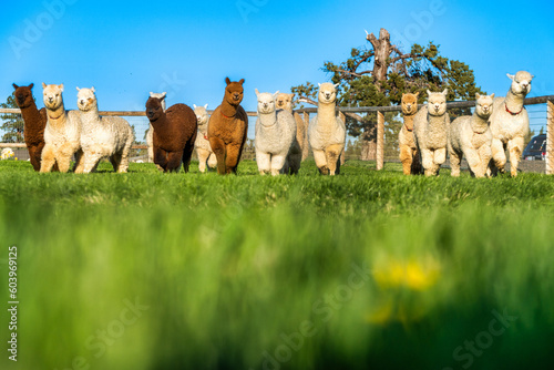 Alpacas in a field in Central Oregon