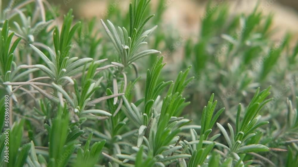 Lavender leaves. Lavender branches. Young green Lavandula plant growing outdoors swaying. Close Up. Lamiaceae, Labiatae. Provence herbs. Seasoning, condiment, spice. Production of essential oil. Lavender leaves. Lavender branches. Young green Lavandula plant growing outdoors swaying. Close Up. Lamiaceae, Labiatae. Provence herbs. Seasoning, condiment, spice. Production of essential oil.