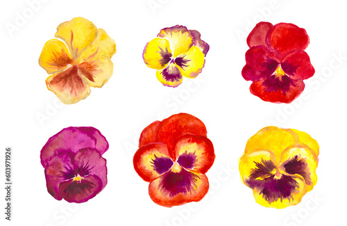 Pansies, red and yellow flowers, bloom , pansy , watercolor floral illustrations 