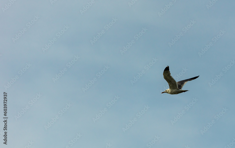 Fototapeta premium birds in flight