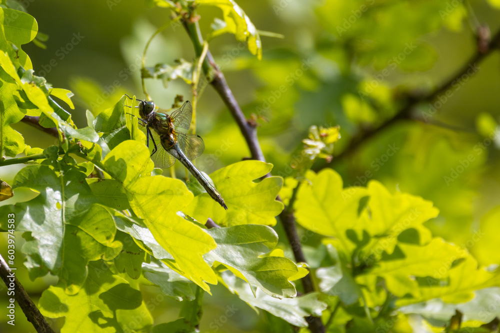 A close up of a natural lilypad whiteface, leucorrhinia caudalis, dragonfly sitting on branch in the sun. High quality photo A close up of a natural lilypad whiteface, leucorrhinia caudalis, dragonfly sitting on branch in the sun. High quality photo