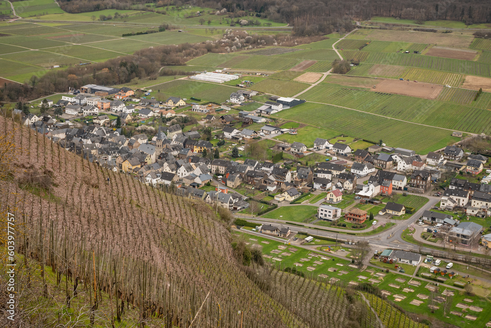 white wine vinyards in German mosselle valley. Industrial farming uses sticks and rope for grapevine to grow on. Agricultural crop is typical delicacy of the region, grey day makes wet environment